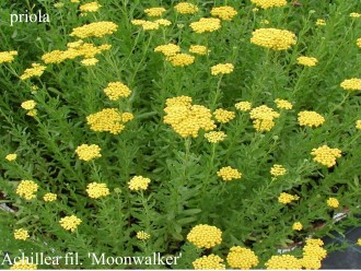 Achillea filipendulina 'Moonwalker'