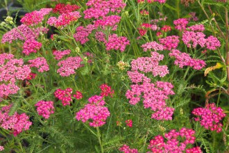 Achillea millefolium 'Cerise Queen'