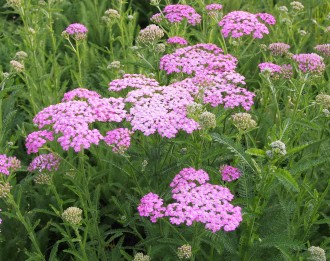 Achillea millefolium 'Lilac Beauty'