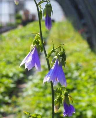 Adenophora remotiflora