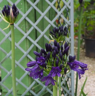 Agapanthus Serie Everpanthus 'Midnight Sky'