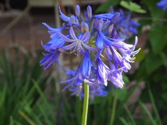 Agapanthus  'Star Quality'