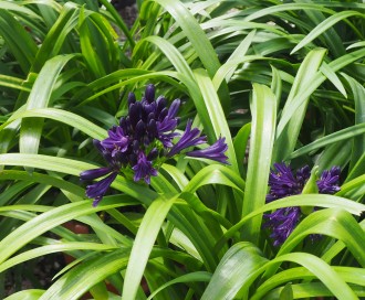 Agapanthus  'Pitchoune Violet'