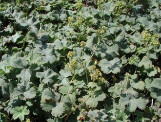 Alchemilla glaucescens