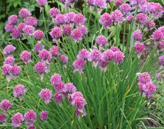 Allium schoenoprasum 'Forescate'