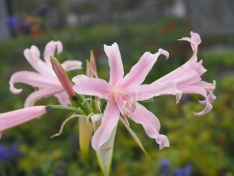 Amarine belladiva 'Emanuelle'