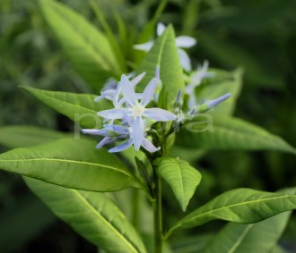 Amsonia  'Andromeda'