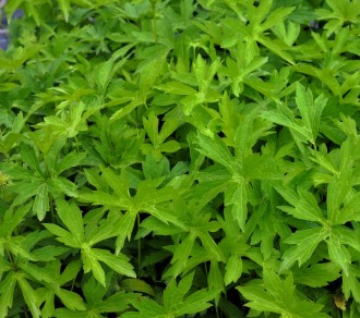 Anemone canadensis