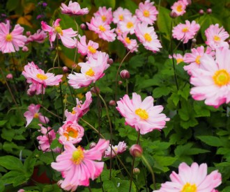 Anemone hybrida 'Garden Breeze Whirwind Pink'