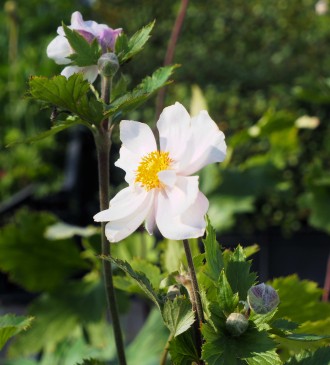 Anemone  'Dreaming Swan'