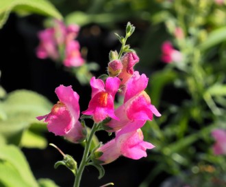 Antirrhinum hispanicum x majus 'Birgit'