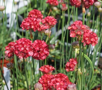 Armeria pseudarmeria 'Ballerina Red'