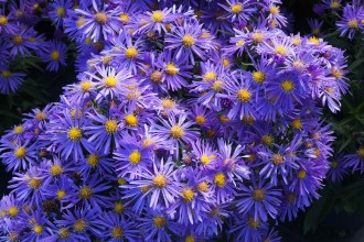Aster novi-belgii 'Blaue Lagune'