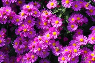 Aster novi-belgii 'Starlight'