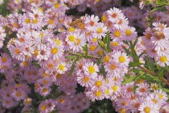 Aster ericoides 'Rosina'