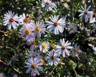 Aster  'Oktoberkaskade'