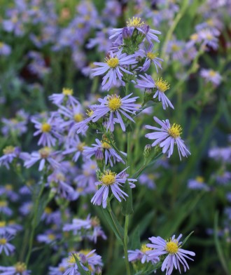 Aster azureus