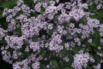 Aster cordifolius 'Chieftain'