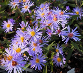 Aster laevis 'Novemberblau'