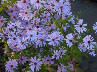Aster laevis 'Blauschleier'