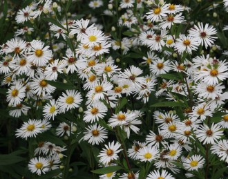 Aster  'White Climax'