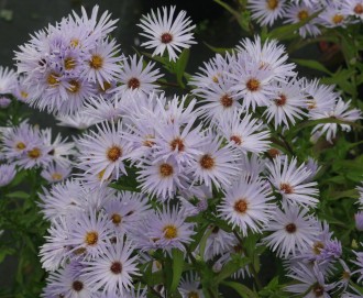 Aster turbinellus
