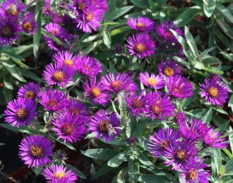Aster novae-angliae 'Marina Wolkonsky'