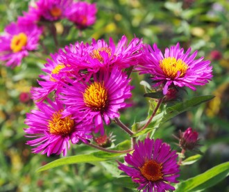 Aster novae-angliae 'Rubinschatz'