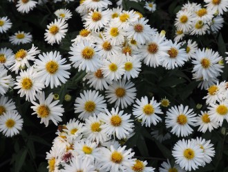 Aster novi-belgii 'Albanian'
