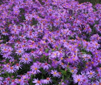 Aster novi-belgii 'Emanuela'