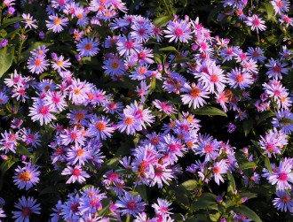 Aster  'Nyx'