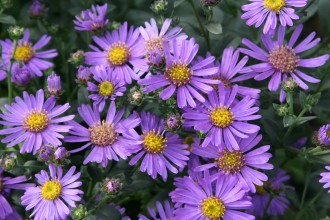 Aster amellus 'Forncett Flourish'