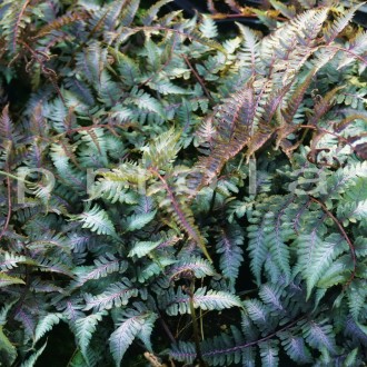 Athyrium niponicum var. pictum 'Burgundy Lace'