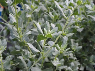 Atriplex halimus