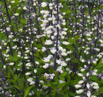 Baptisia australis 'Alba'