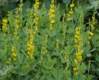 Baptisia sphaerocarpa