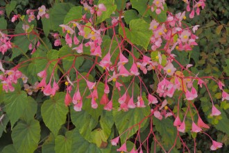 Begonia grandis var. evansiana