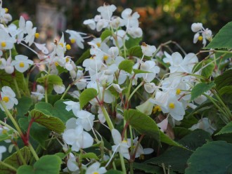 Begonia grandis subsp. sinensis 'Snow Pop'