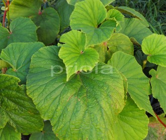 Begonia  'Torsa'