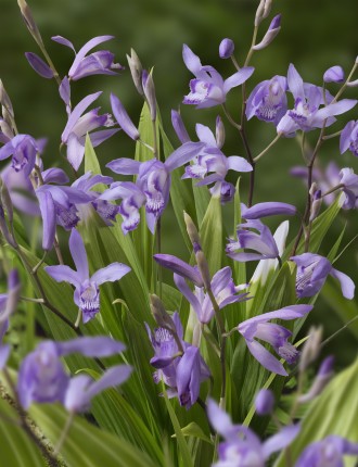 Bletilla striata 'Soryu'