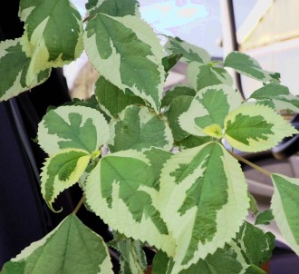 Boehmeria niponinivea 'Nichirin'