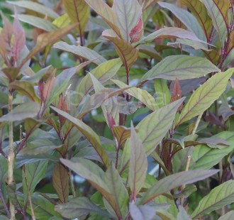 Callicarpa  'Pearl Glam'