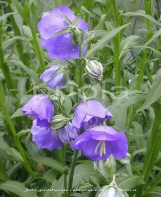 Campanula persicifolia 'Blue Bloomers'