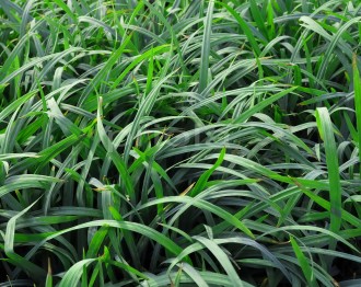 Carex flacca 'Blue Zinger'