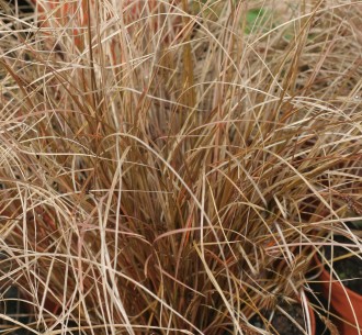 Carex  'Milk Chocolate'