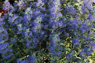 Caryopteris x cland. 'Kew Blue'