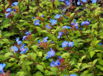 Ceratostigma willmottianum 'Forest Blue'