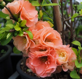 Chaenomeles x superba 'Cameo'