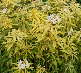 Choisya × dewitteana 'Goldfingers'