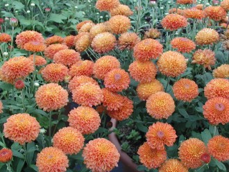Chrysanthemum  'Baci di Carinzia'